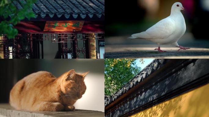 苏州西园寺 北寺塔  鸽子 猫 4K