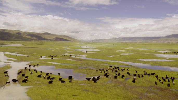 西藏草原牦牛牧场航拍