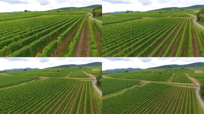 德国的大葡萄园种植业规模化视频素材