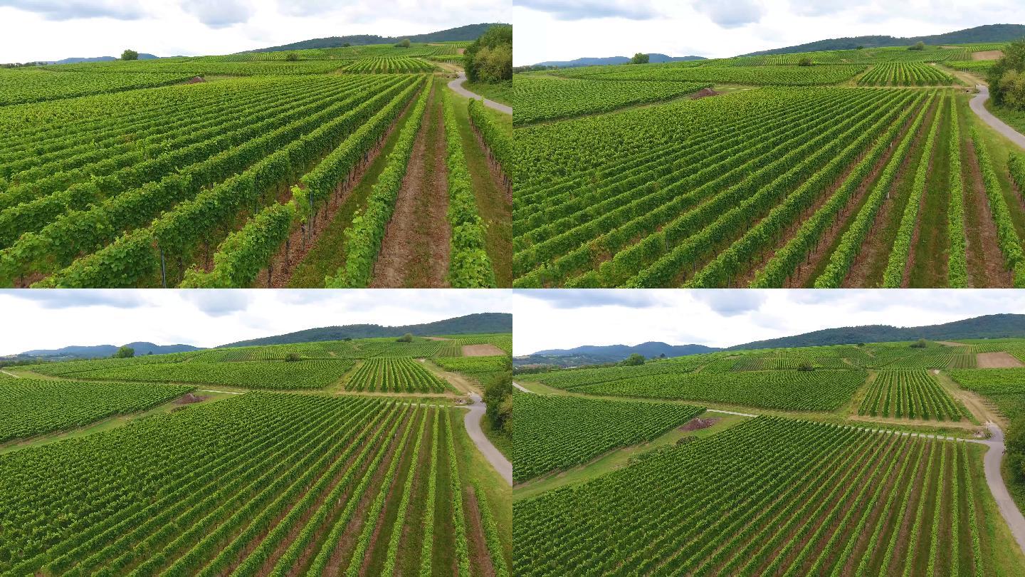 德国的大葡萄园种植业规模化视频素材