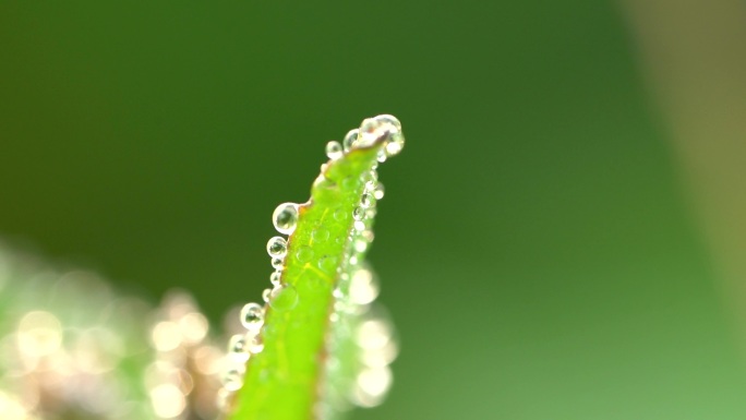 油菜花水珠