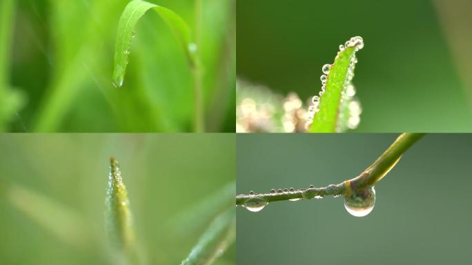 油菜花水珠