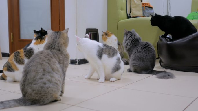 几只猫在等吃饭时间