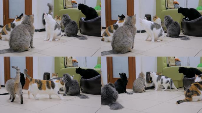 几只猫在等吃饭时间