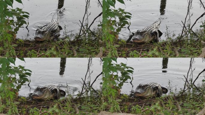 池塘里的鳄鱼鳄鱼上岸野生动物爬行动物