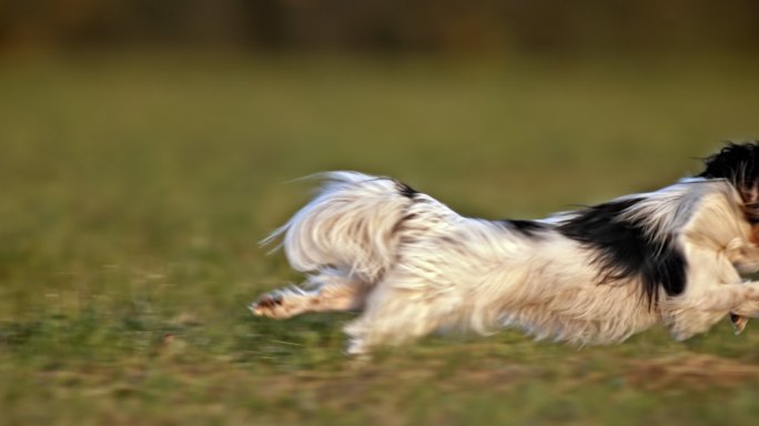 帕皮龙狗在草地上奔跑
