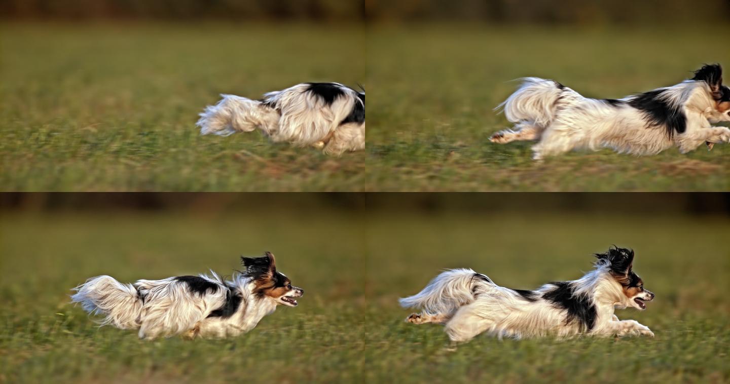 帕皮龙狗在草地上奔跑