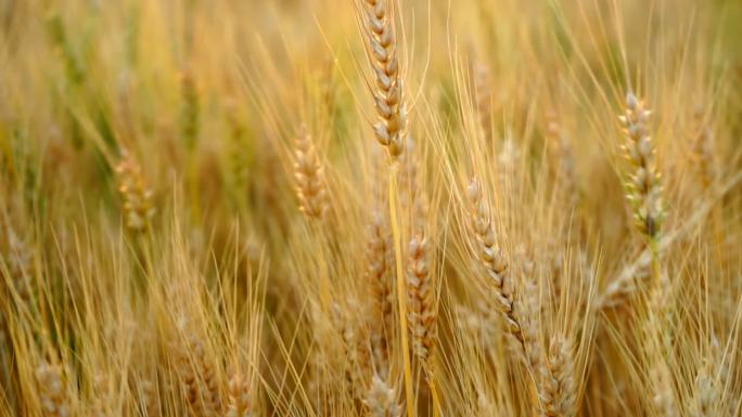 麦子丰收小麦黄了金黄色麦子地希望的田野