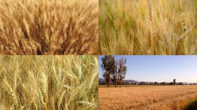 麦子丰收小麦黄了金黄色麦子地希望的田野