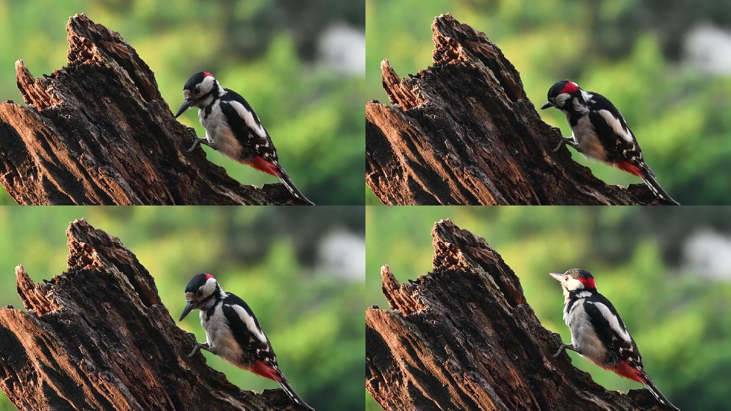 啄木鸟在树桩上锤击