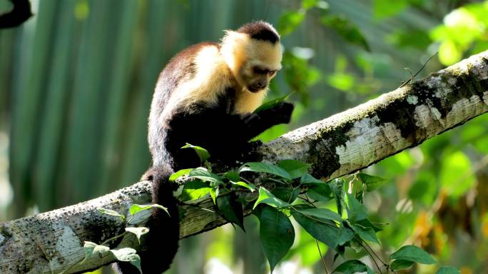 坐在树上的猴子动物树干动物园自然景观
