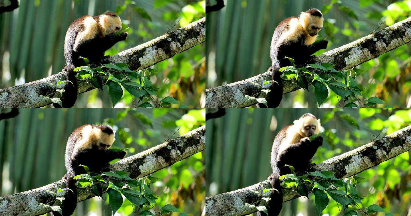 坐在树上的猴子动物树干动物园自然景观