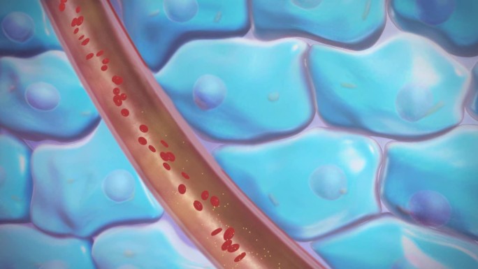 原创粒子红细胞和药物在血管内流动
