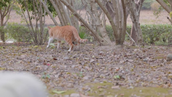 猫咪 小猫 小野猫 公园野猫 猫星人