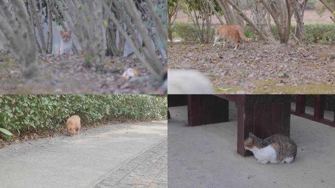 猫咪 小猫 小野猫 公园野猫 猫星人