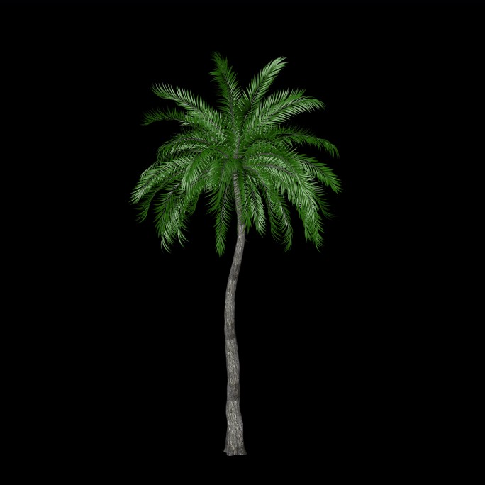 生长的椰树