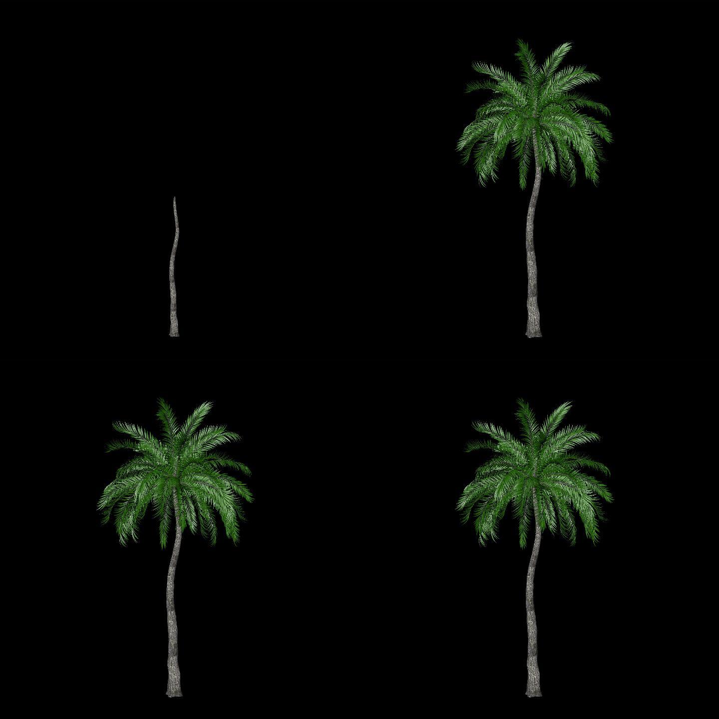 生长的椰树