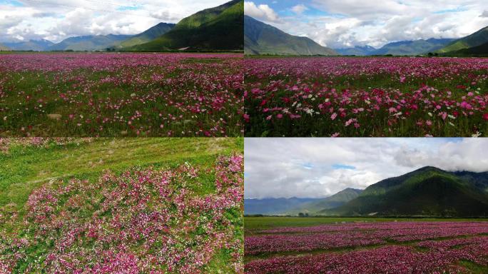 西藏自然风景尼洋河畔鲜花丛