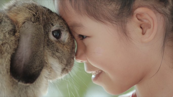 小女孩和小兔子对视