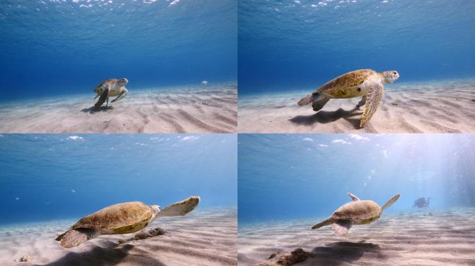绿海龟在珊瑚礁的绿松石水中游泳