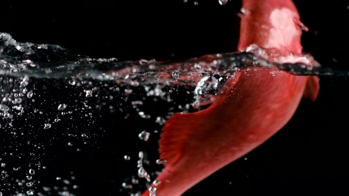 东星斑鱼入水游动慢动作升格视频