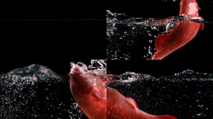 东星斑鱼入水游动慢动作升格视频