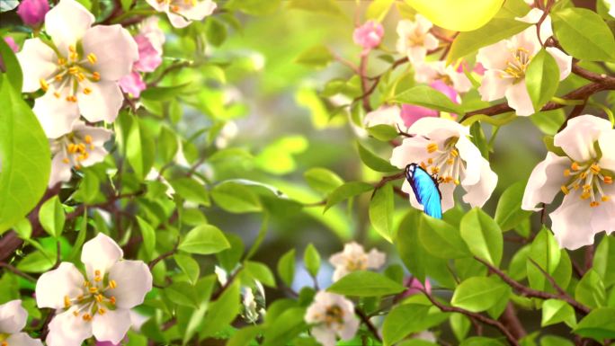 鲜花花朵绽放动画特效蓝色蝴蝶飞舞新春分春