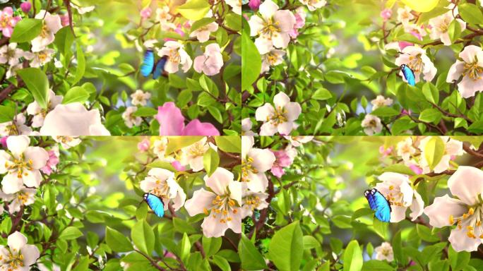鲜花花朵绽放动画特效蓝色蝴蝶飞舞新春分春
