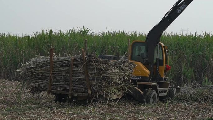 甘蔗收成机械化农业