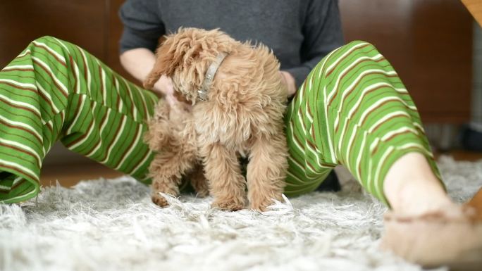 和小狗玩耍的人萌宠爱犬泰迪