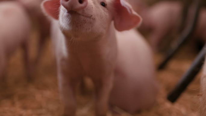 小猪在猪圈里。家畜食品生产