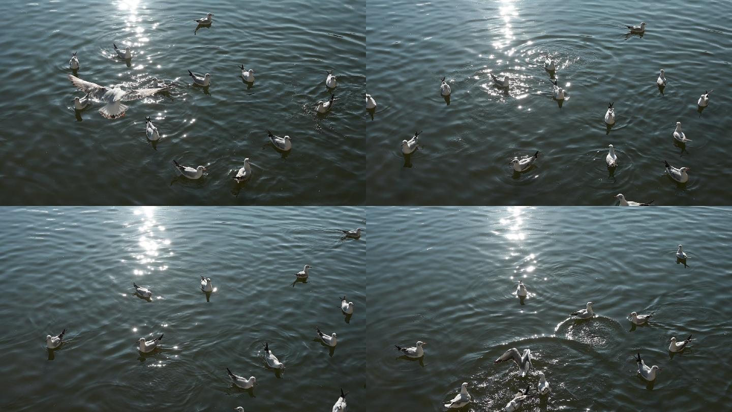 水面上游动的海鸥