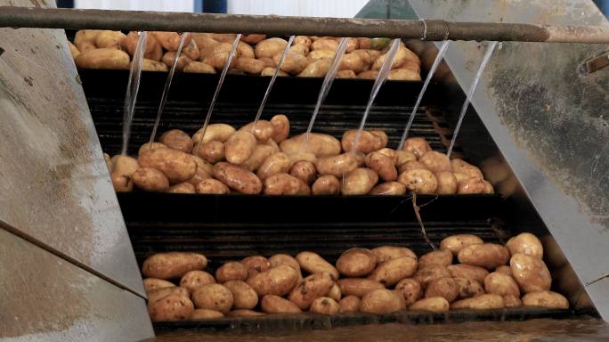 在工厂的清洁过程中，在传送带上新鲜采摘的土豆。