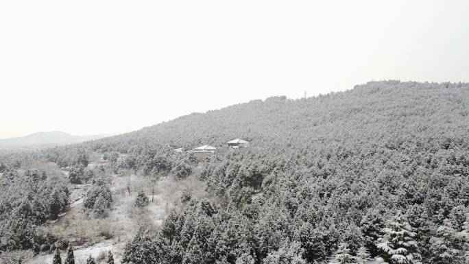 4K 雪景  雪后松林