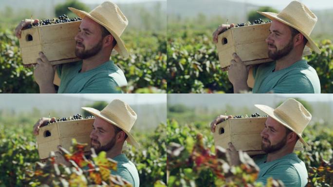 一位年轻的男性农民扛着一箱刚收获的葡萄