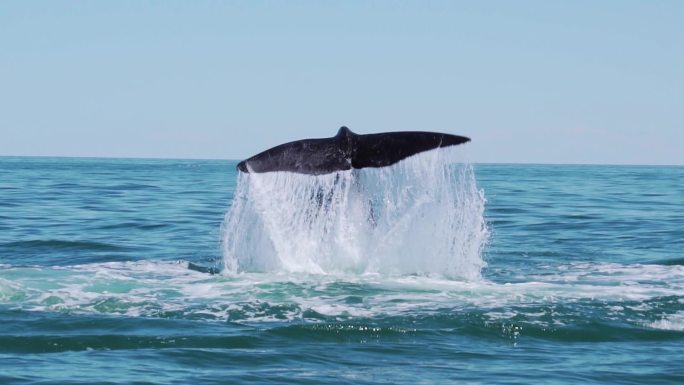 鲸鱼拍打着水面的尾鳍