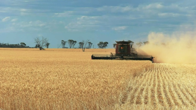 小麦收获水稻谷农业丰收稻田小麦粮食耕种