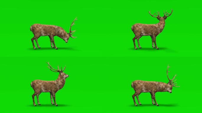 鹿在绿色屏幕上
