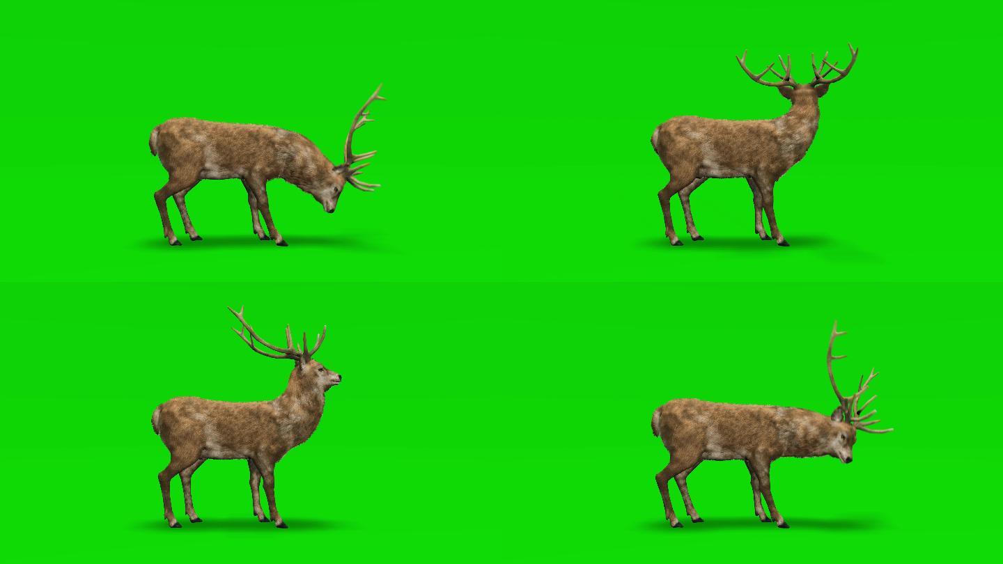 鹿在绿色屏幕上