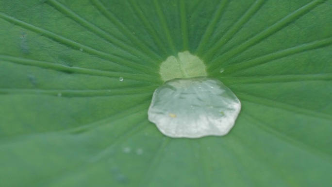 荷花叶子水滴实拍