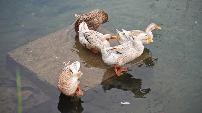 河边的一群鸭子在洗澡戏水
