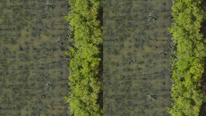 枯死植物和绿色森林之间的分隔线