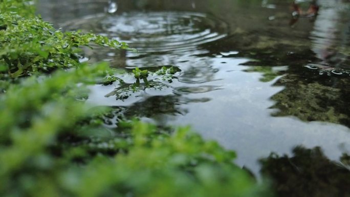 唯美 清新 雨滴 涟漪