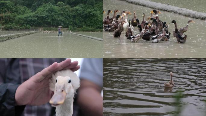 鸭子养殖实拍