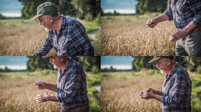 农民检查小麦生长情况