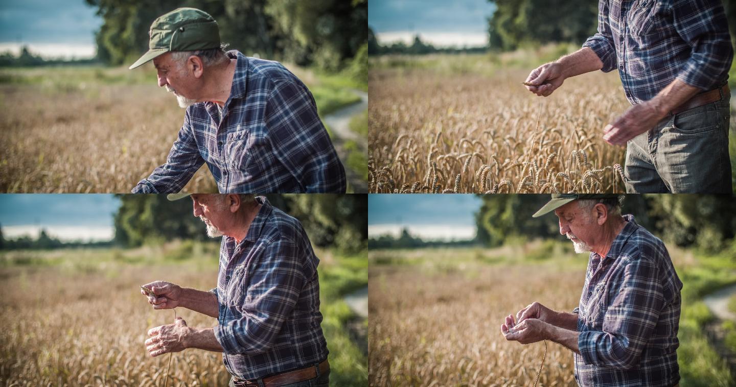 农民检查小麦生长情况