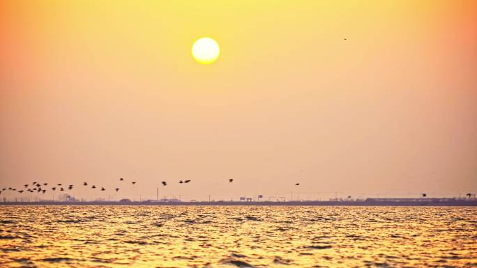 黄昏夕阳飞过的鸟群，波光粼粼湖面候鸟迁徙