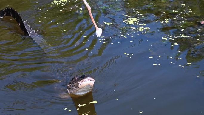 鳄鱼吞食棉花糖危险游泳荒野地区