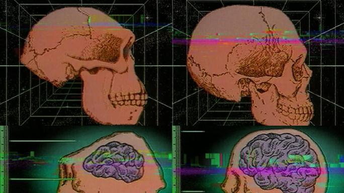 人类头骨进化演示动画影像