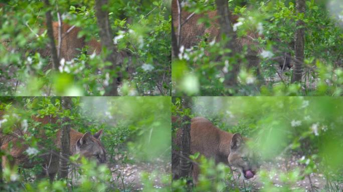 美洲狮走进灌木丛，用舌头舔鼻子。
